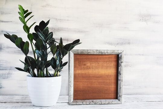 Potted ZZ Dowon Plant, Zamioculcas Zamifolia, houseplant with blank wood farmhouse sign or picture frame over a rustic table with white wooden background. Free space for text.