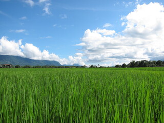 Rice paddy in Taiwan surrounded by mountains with blue sky and clouds