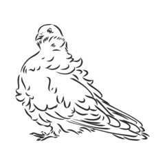 Realistic hand drawn dove. Vector illustration or element for your design.