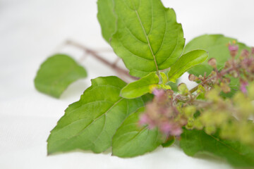 Holy Basil - tulasi (Ocimum tenuiflorum) closeup isolated White 