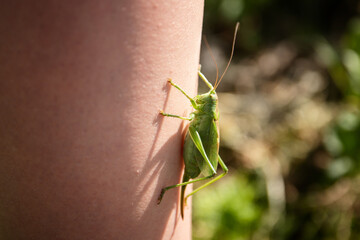 A green grasshopper sits on a person. A cocept that protects the world and man.