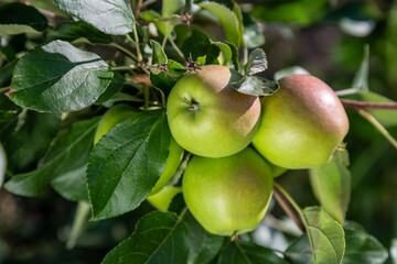 Red Pomegranate Harvest at Tree in Sunny day