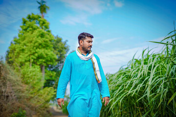 Naklejka premium young indian farmer walking at green sugarcane field