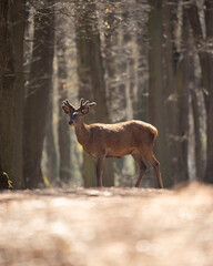 Rothirsch auf der Lichtung