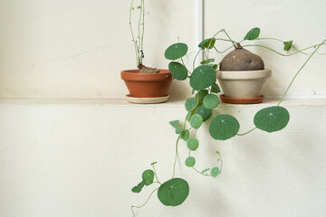 Stephania erecta planted in the pot, decorate the house wall