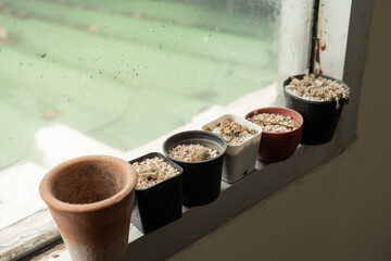 Withered cactus in pots lined the window.