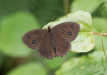 Obraz premium Dryad Butterfly