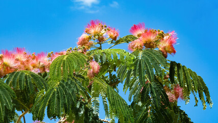 Close up of isoalted bright flowers and green leaves of pink persian silk tree (albizia julibrissin) against blue sky