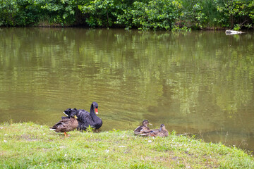 ducks by the river in Russia