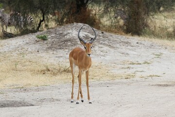 Beautiful Animals Game of Africa – Impala Antelope
