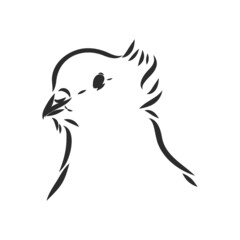 Realistic hand drawn dove. Vector illustration or element for your design.