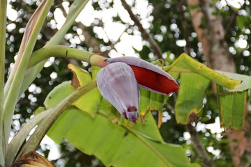 Beautiful Banana Tree in Africa – Tanzania