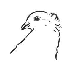 Realistic hand drawn dove. Vector illustration or element for your design.