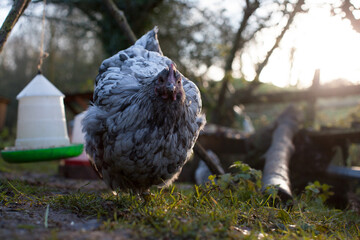 Chicken