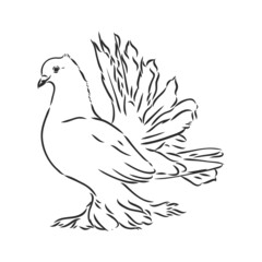 Realistic hand drawn dove. Vector illustration or element for your design.