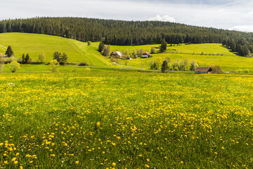 Blühende Löwenzahnwiese, Viehweiden und Bauernhöfe im Schwarzwald, Jostal bei Titisee-Neustadt, Baden-Württemberg, Deutschland