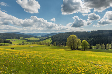 Fototapeta na wymiar Landschaft im Schwarzwald mit Blumenwiesen, in der Ferne sind der Titisee und der Feldberg zu sehen, Baden-Württemberg, Deutschland 