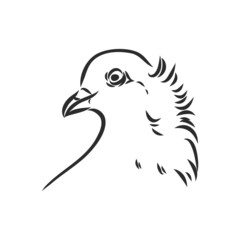 Realistic hand drawn dove. Vector illustration or element for your design.