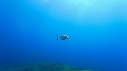 Underwater photo of zebra sea bream fish in the blue sea.