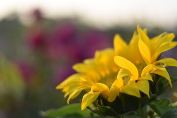 yellow sun flowers in the garden