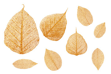 Decorative golden leaves skeleton. Glitter clip art set on white background