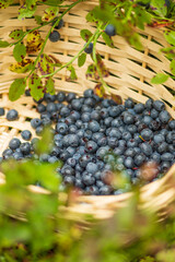 Fresh organic ripe blueberries in a wicker basket among the bushes in the woods in summer, close up, vertical