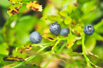 Fresh organic wild ripe blueberries on the bush with green leaves in the woods in summer, close up