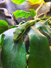 Green Snake on Leaf in Natural Environment