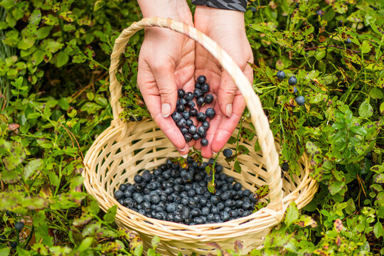 Girl picking fresh organic ripe blueberries with hands and a wicker basket in the woods in summer