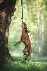 Powerful pit bull terrier with cropped ears hanging on an elastic band tied to a tree against the backdrop of a bright summer landscape. Working dog. Massive jaws. Springpole