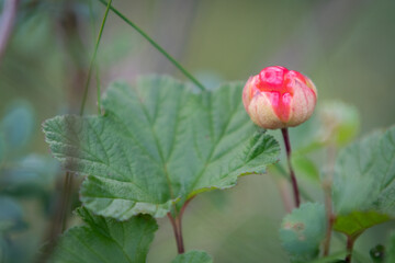Ripening nordic cloudberry (Rubus chamaemorus) with copy negative space 