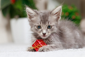 A fluffy gray kitten plays with a gift box on a gray background at home. Toys and goods for animals, pet shop.