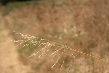 wheat field detail in summer