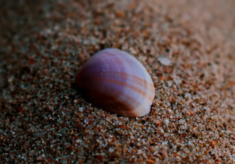 small shell
