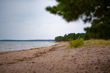 beach and trees
