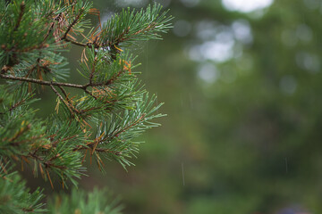 branches of a pine