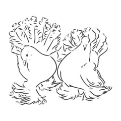 Realistic hand drawn dove. Vector illustration or element for your design.