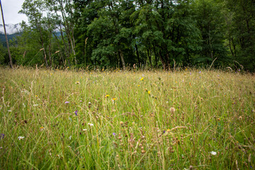 grass and flowers