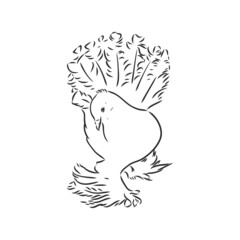 Realistic hand drawn dove. Vector illustration or element for your design.