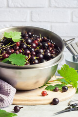 The jostaberry (Ribes x nidigrolaria) hybrid of a black currant and gooseberry