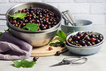 The jostaberry (Ribes x nidigrolaria) hybrid of a black currant and gooseberry