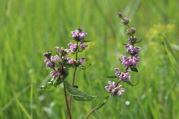 Phlomis tuberosa. Sage-leaf mullein in the morning on a meadow in Siberia