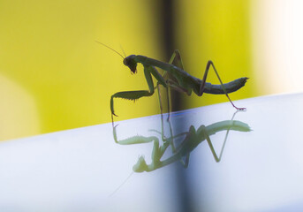 Insect praying mantis close up with reflection on glass table