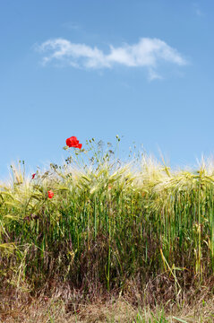 Poppies and wheat fields in the hills of the French vexin regional nature park