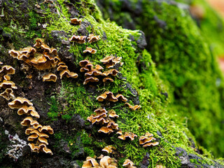 Tree stump with fungus in a forest in autumn season