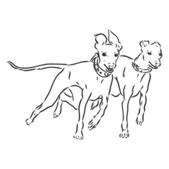 Greyhound dog - isolated vector illustration greyhound hound vector