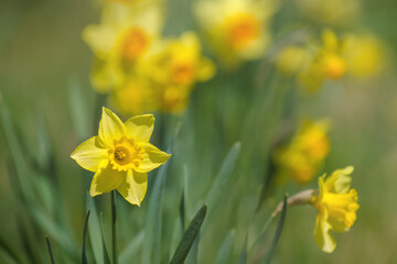 Obraz premium A blooming daffodil flowers (Narcissus poeticus) in a shallow depth of field image. 