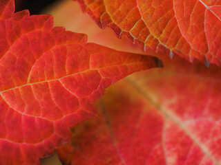 Close up beautiful red leaves pattern from the buds on the branch of tree in autumn time