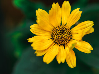 yellow wildflower close up and top view on green background