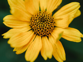 yellow wildflower close up and top view on green background